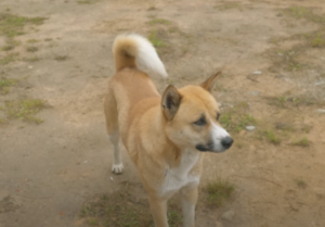 Mechuka Dog